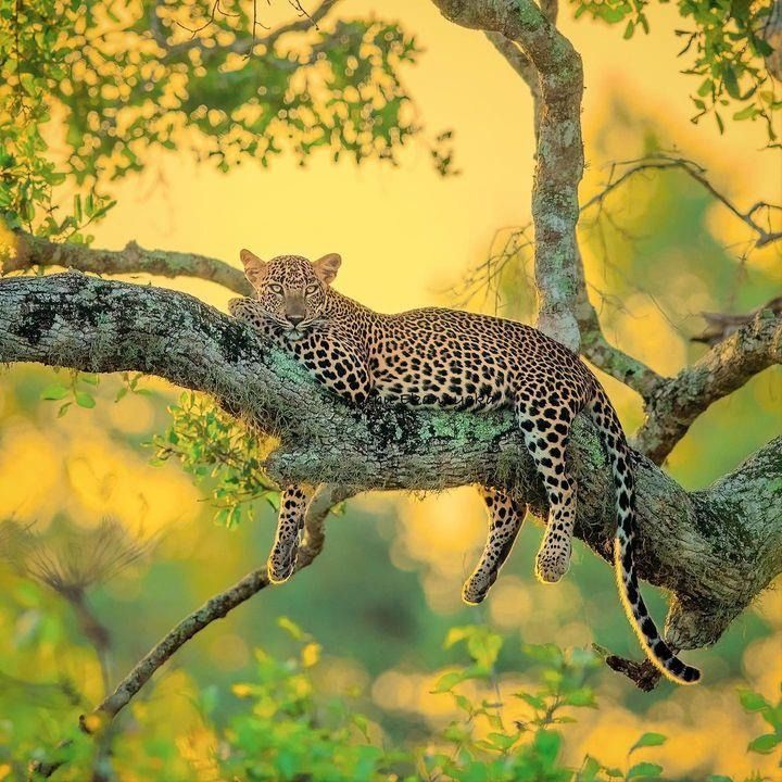 Leopard resting on a tree branch in Sri Lankan woodland